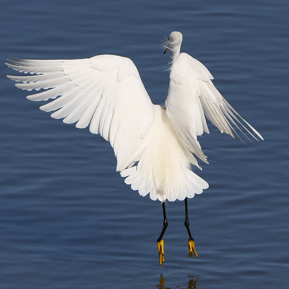 Egret11.jpg