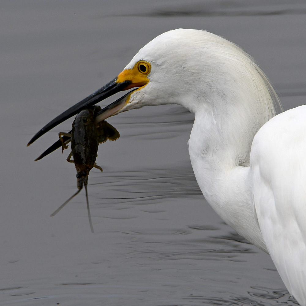 Egret11.jpg