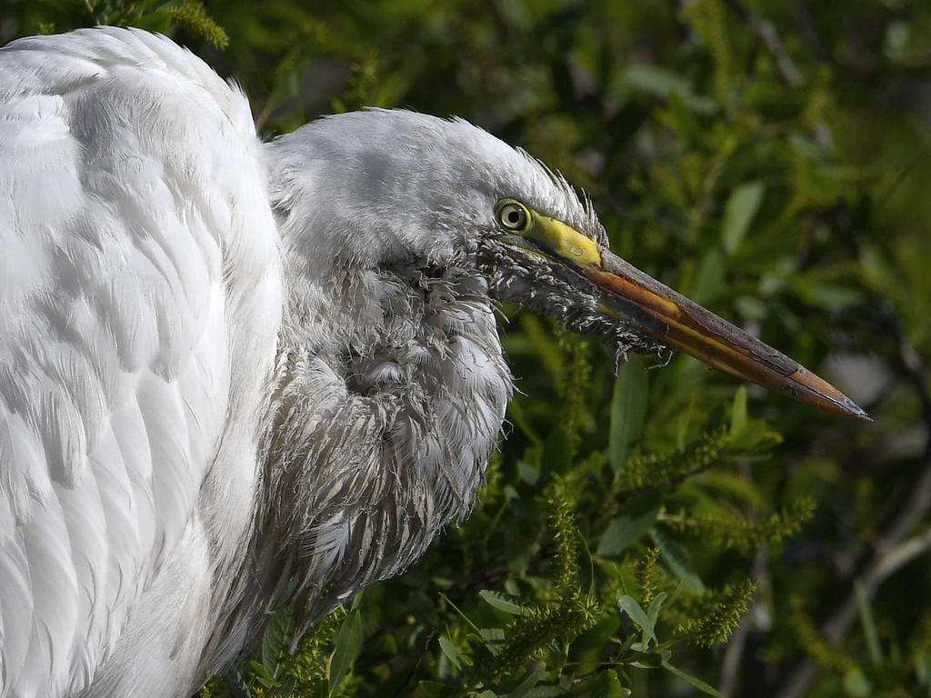 Egret11.jpg