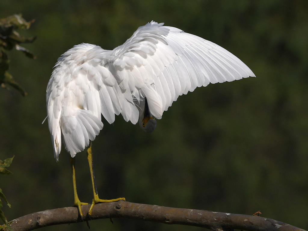 Egret11.jpg