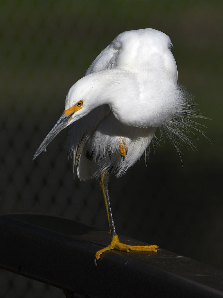 Egret11.jpg
