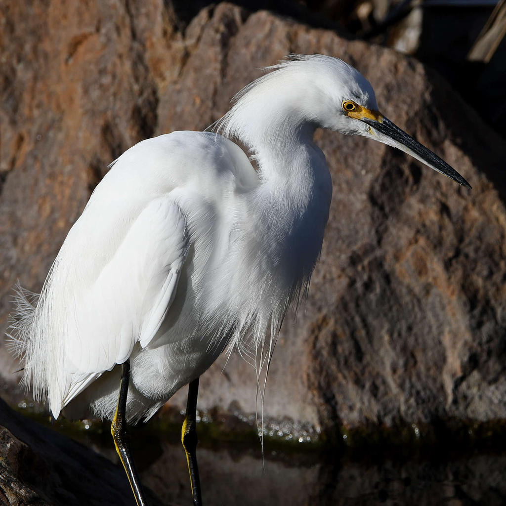 Egret11.jpg