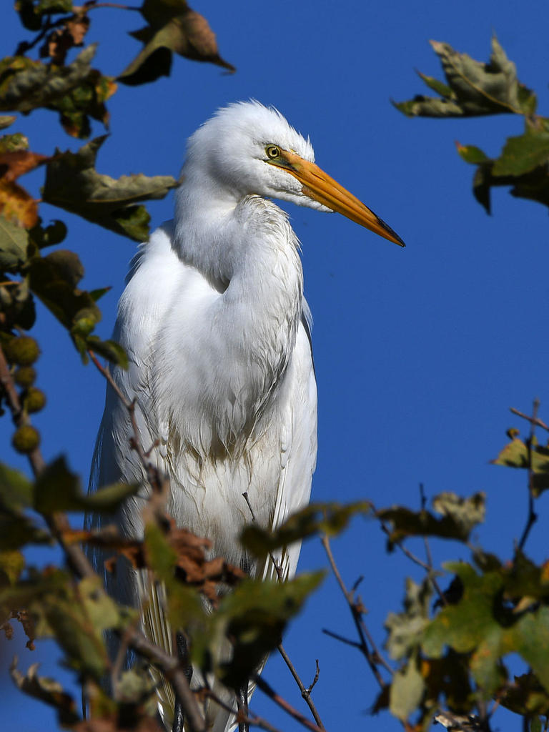 Egret11.jpg