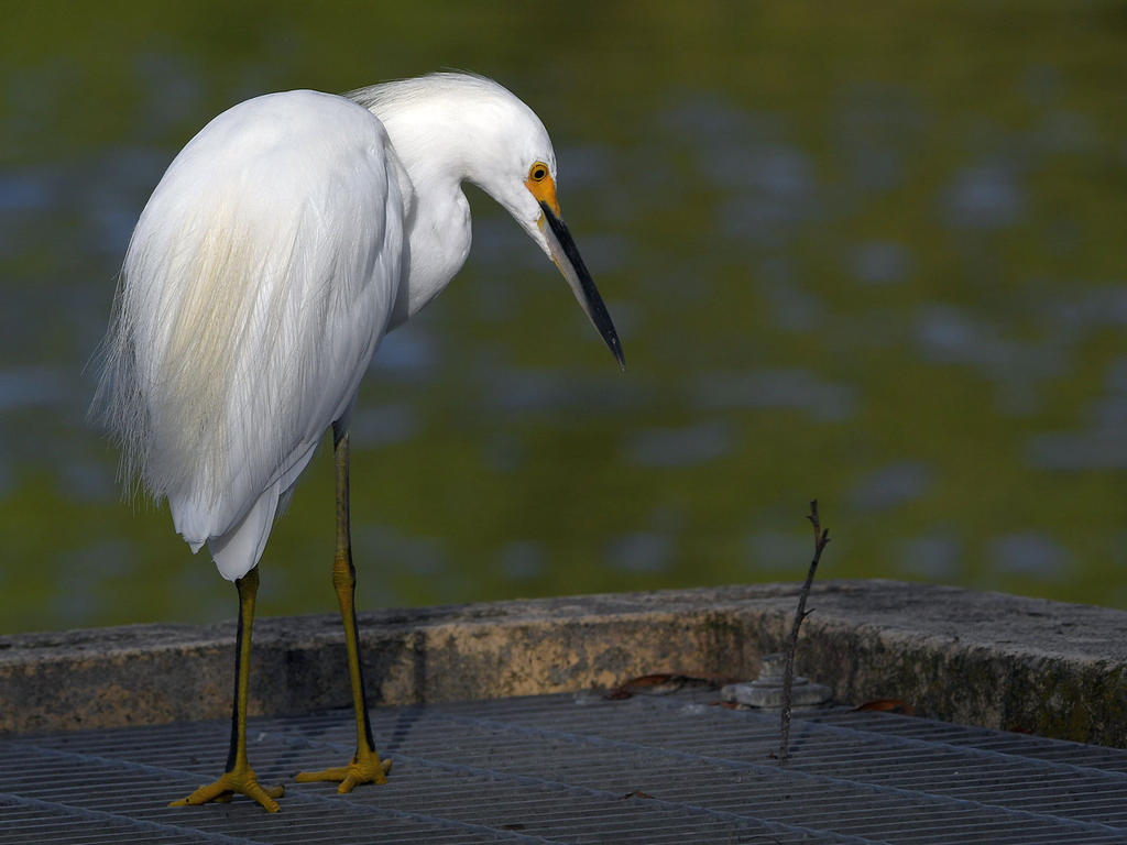 Egret11.jpg