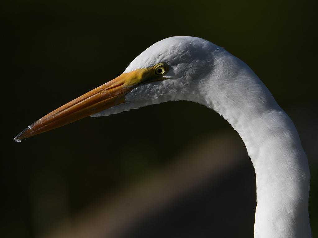 Egret11.jpg