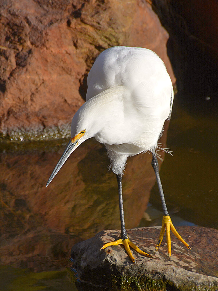 Egret12.jpg