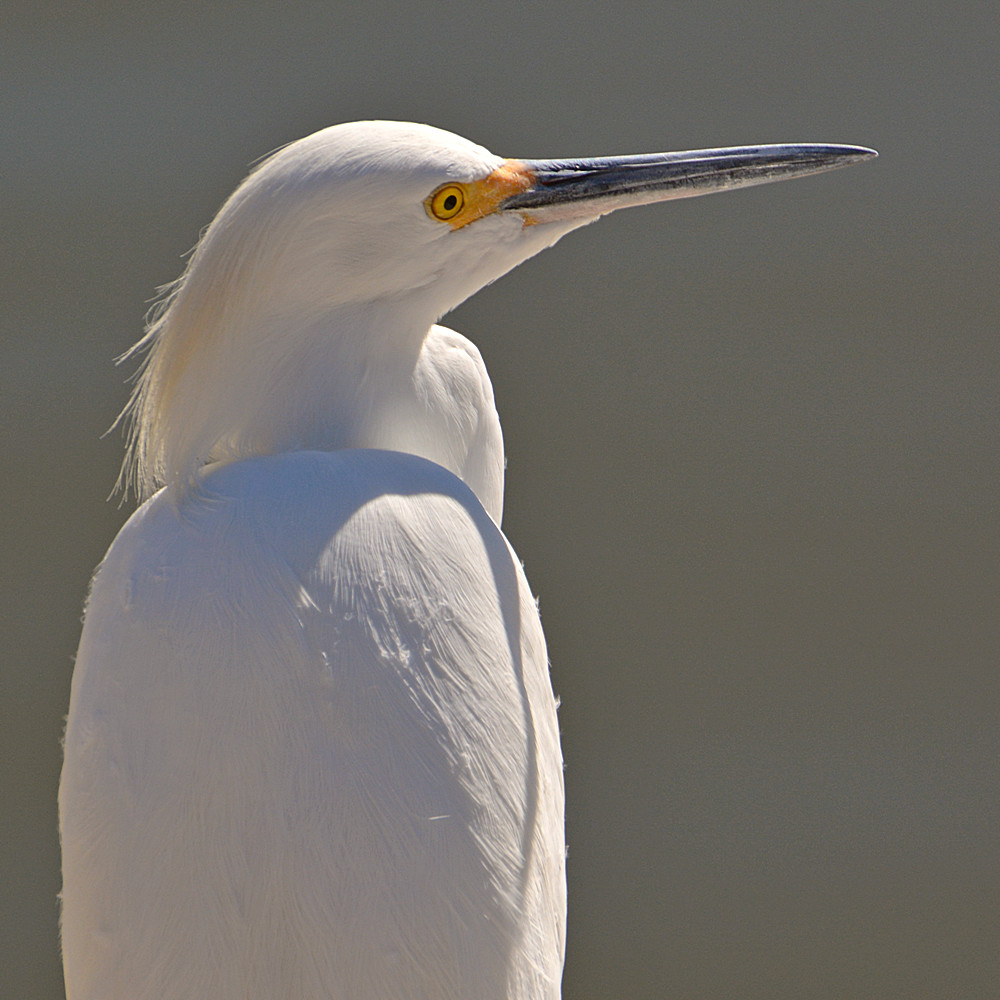 Egret12.jpg