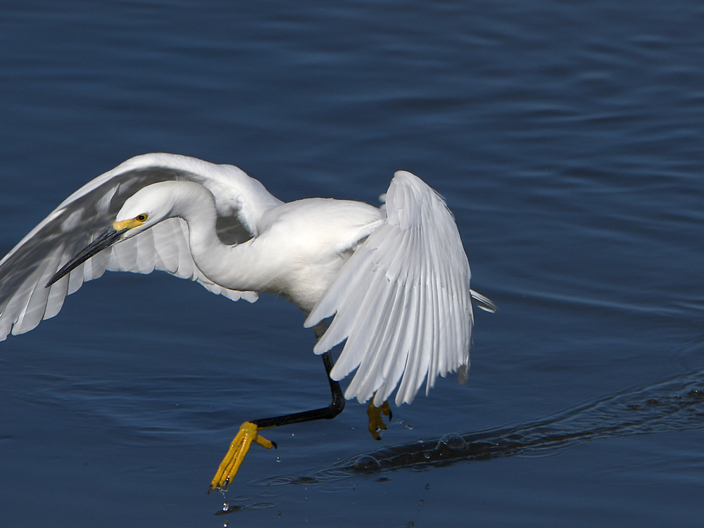 Egret12.jpg