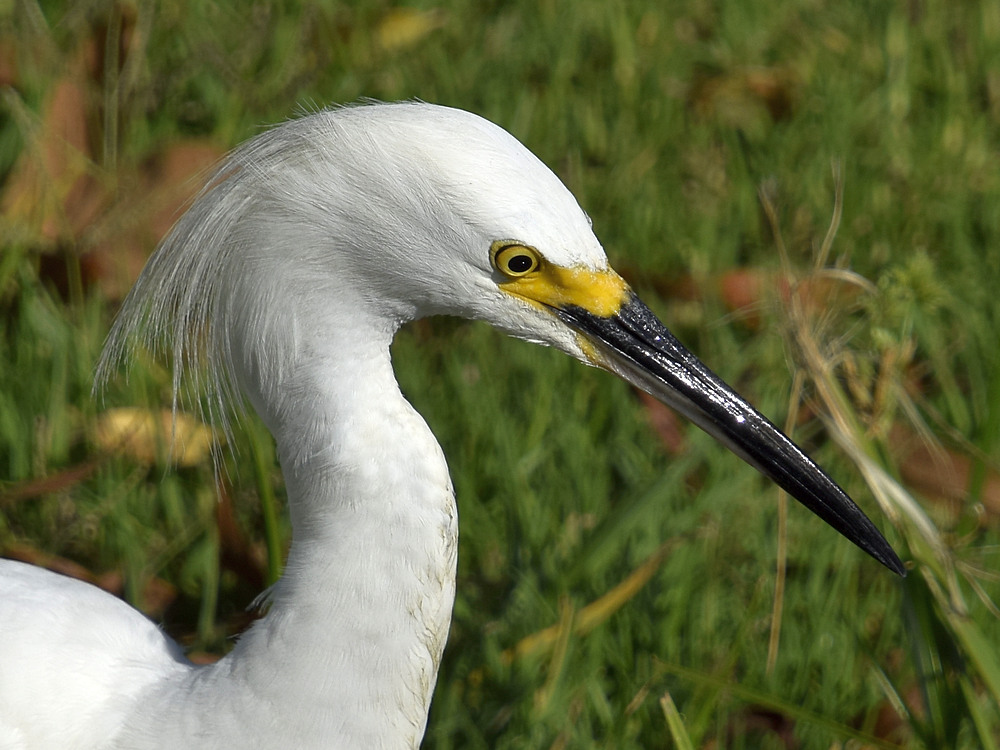 Egret12.jpg