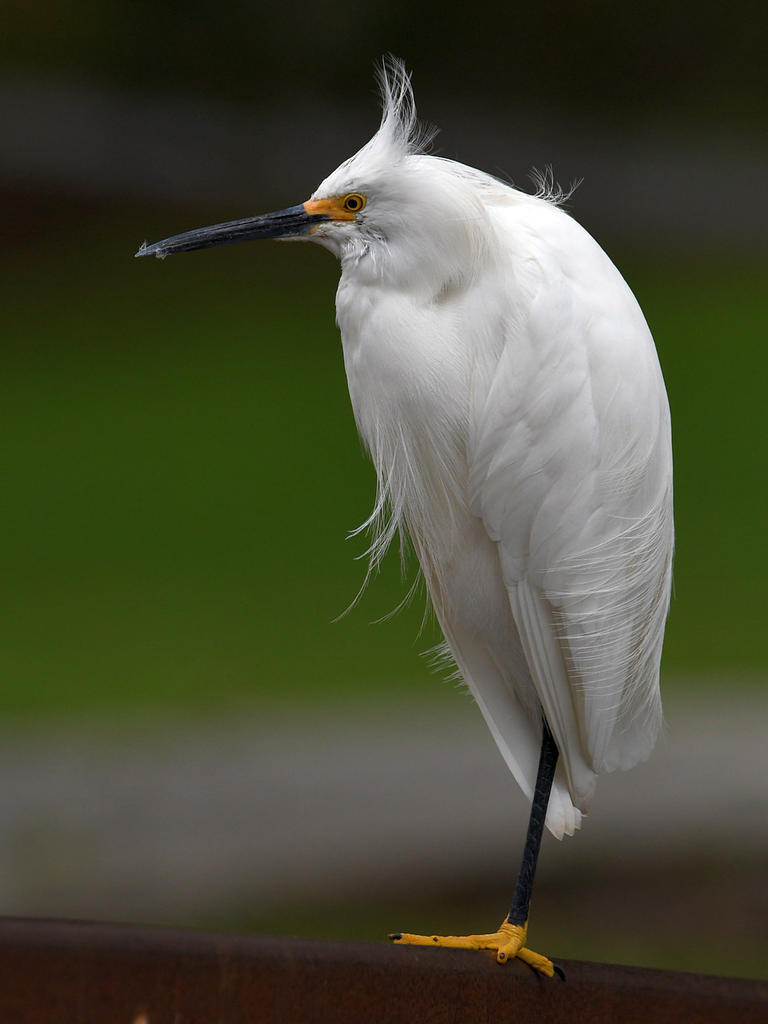 Egret12.jpg
