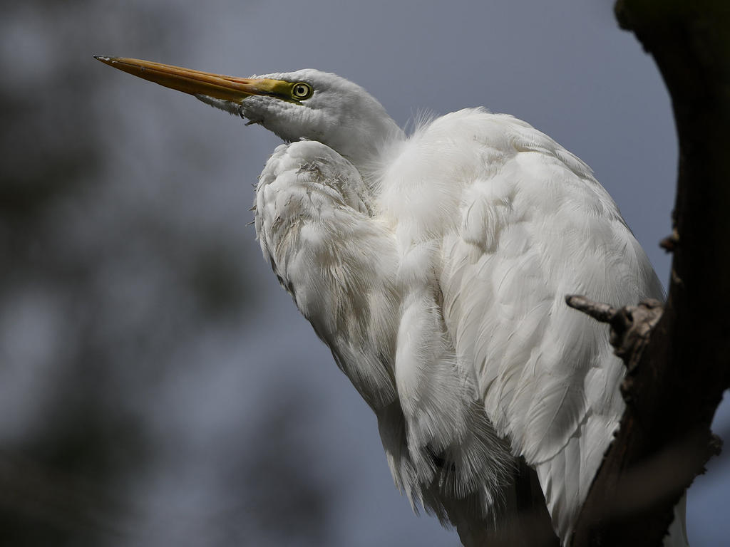 Egret12.jpg