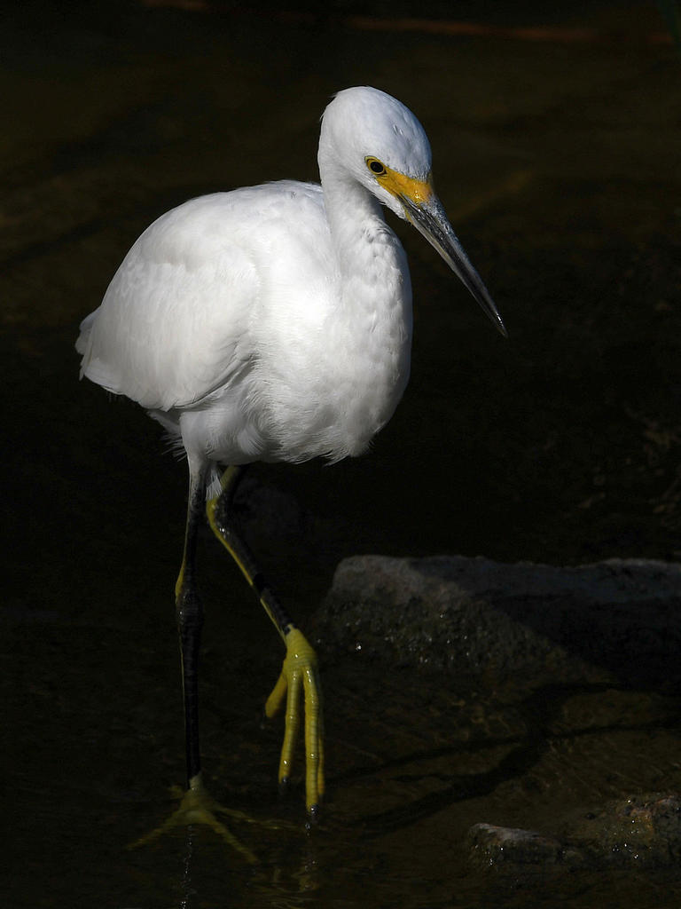 Egret12.jpg
