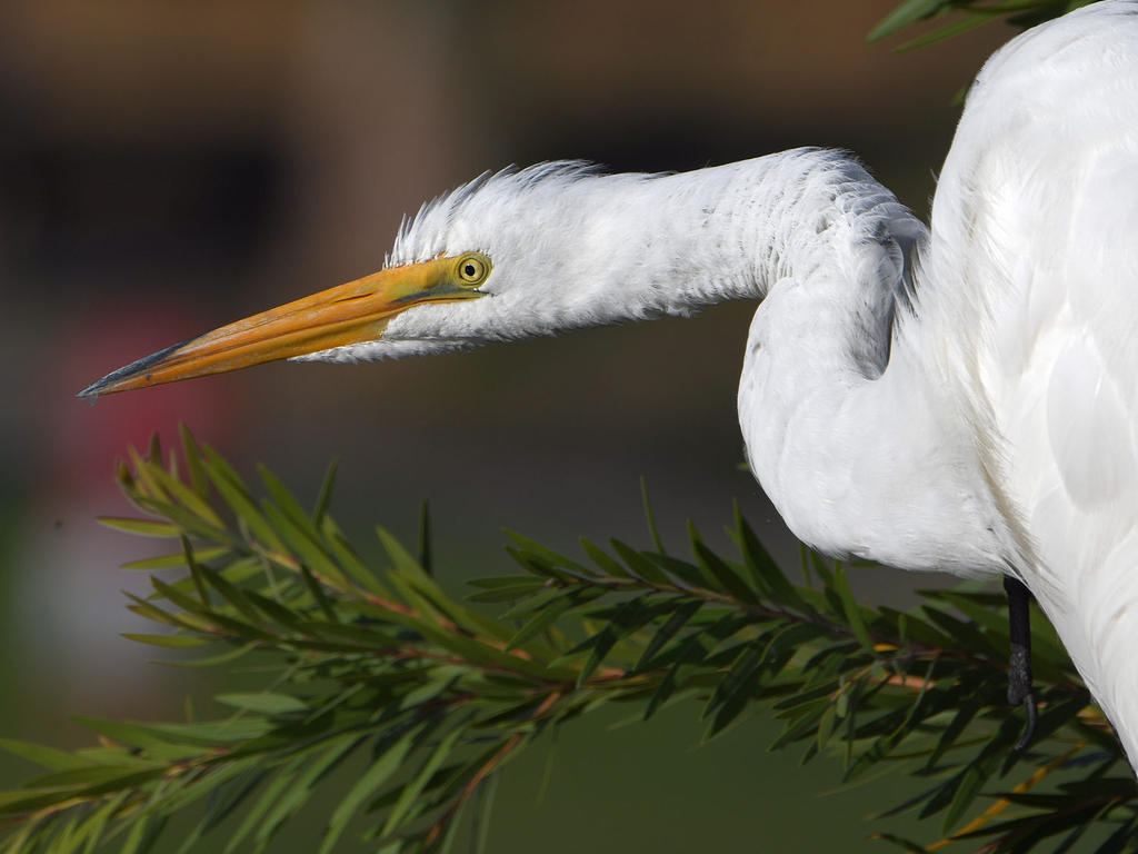 Egret12.jpg