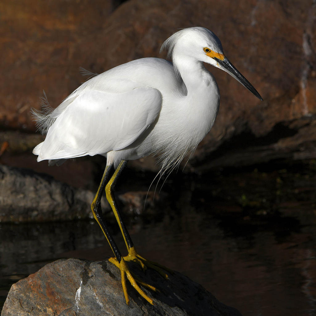 Egret12.jpg