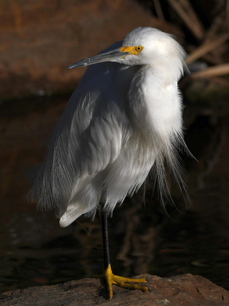 Egret12.jpg
