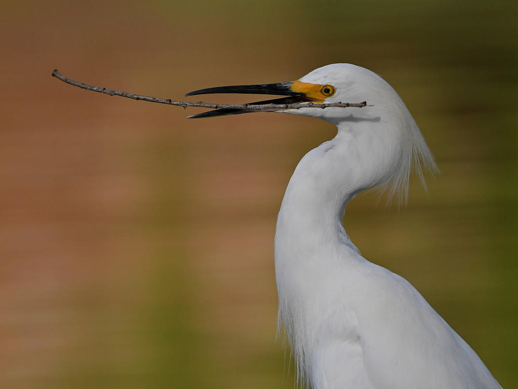 Egret12.jpg