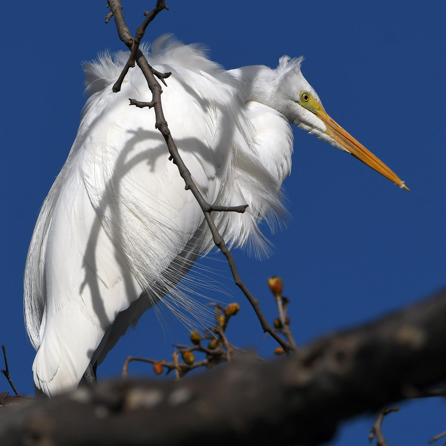 Egret12.jpg