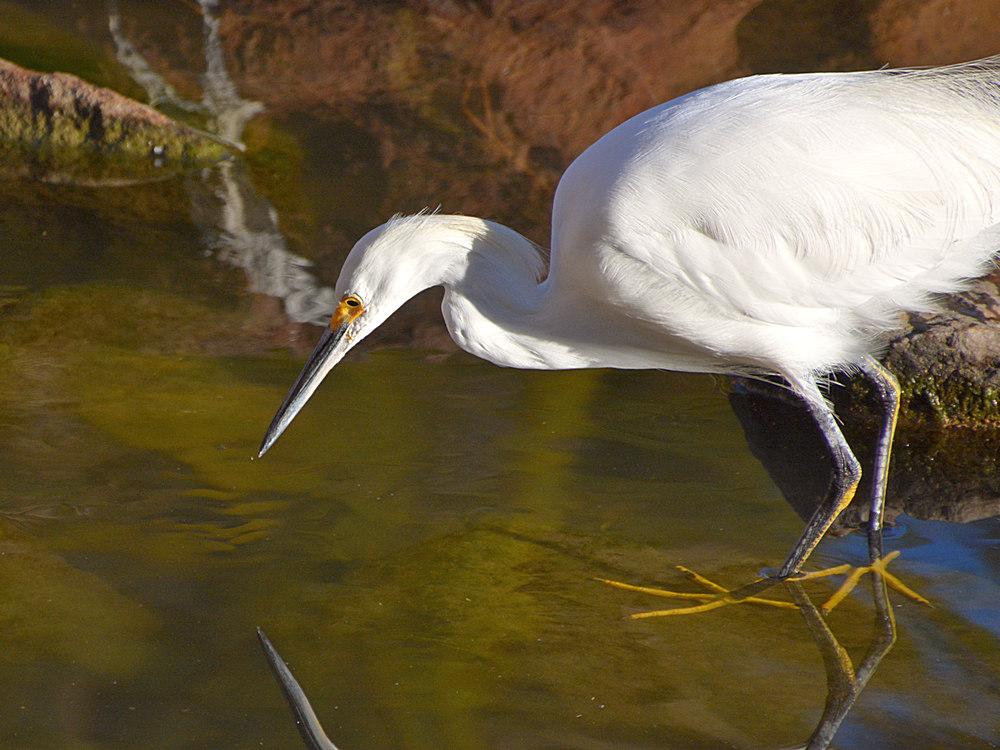 Egret13.jpg