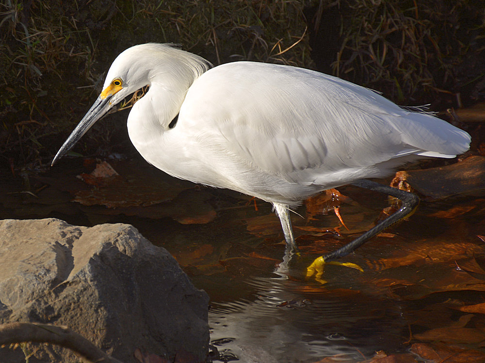 Egret13.jpg