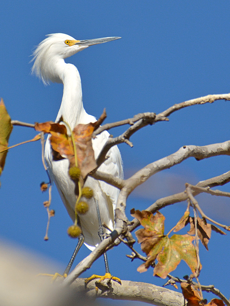 Egret13.jpg