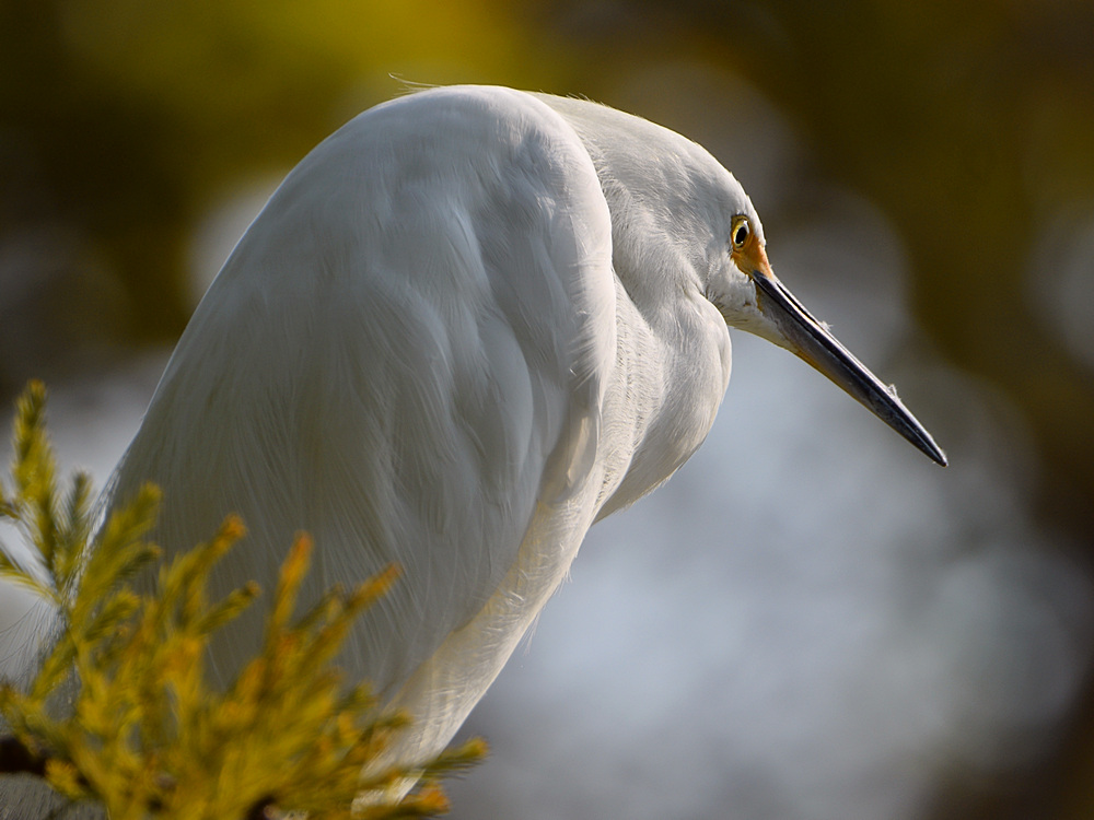 Egret13.jpg