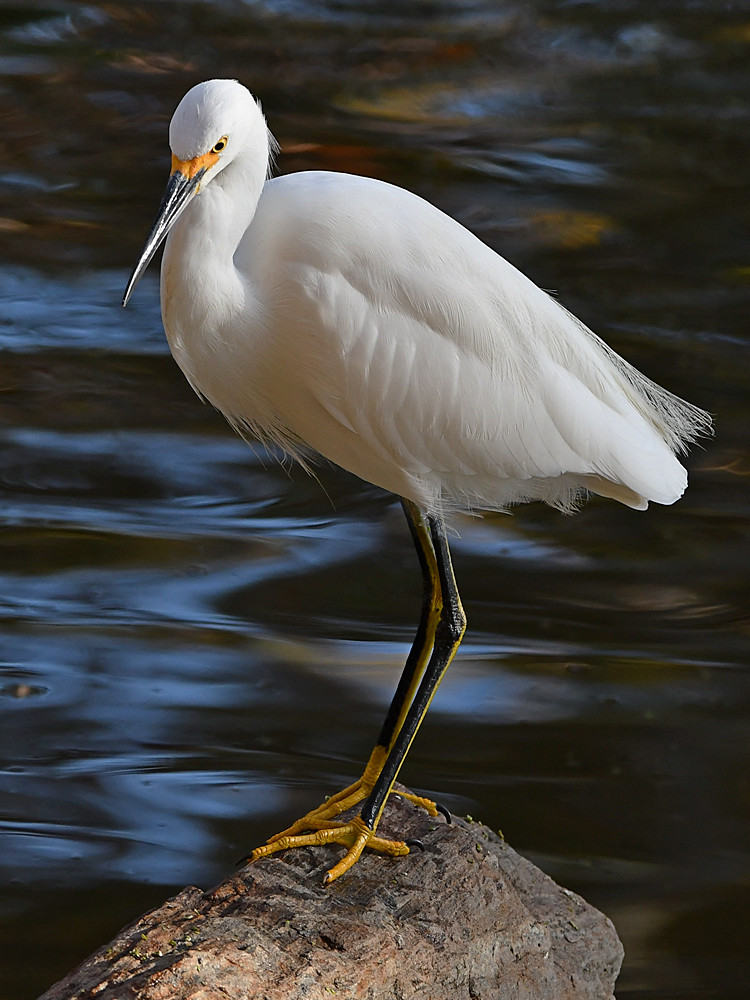 Egret13.jpg