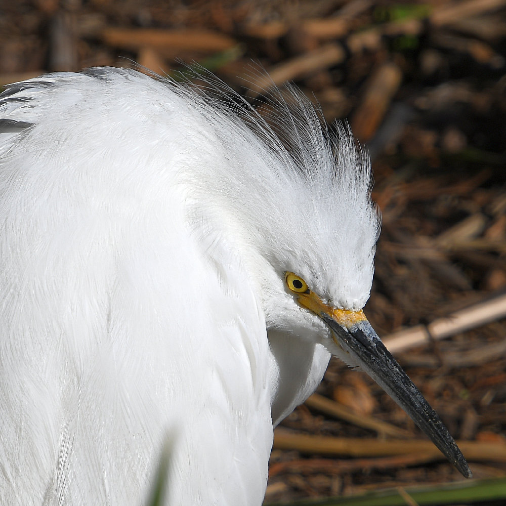 Egret13.jpg