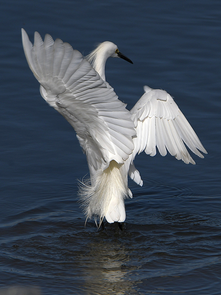 Egret13.jpg