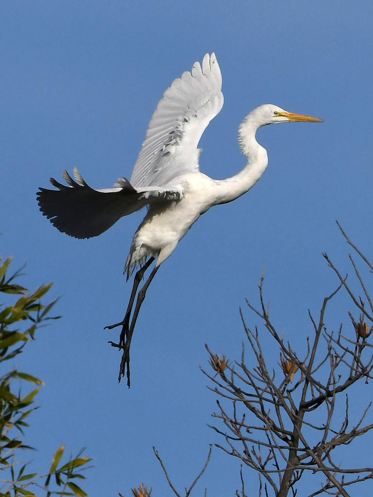 Egret13.jpg