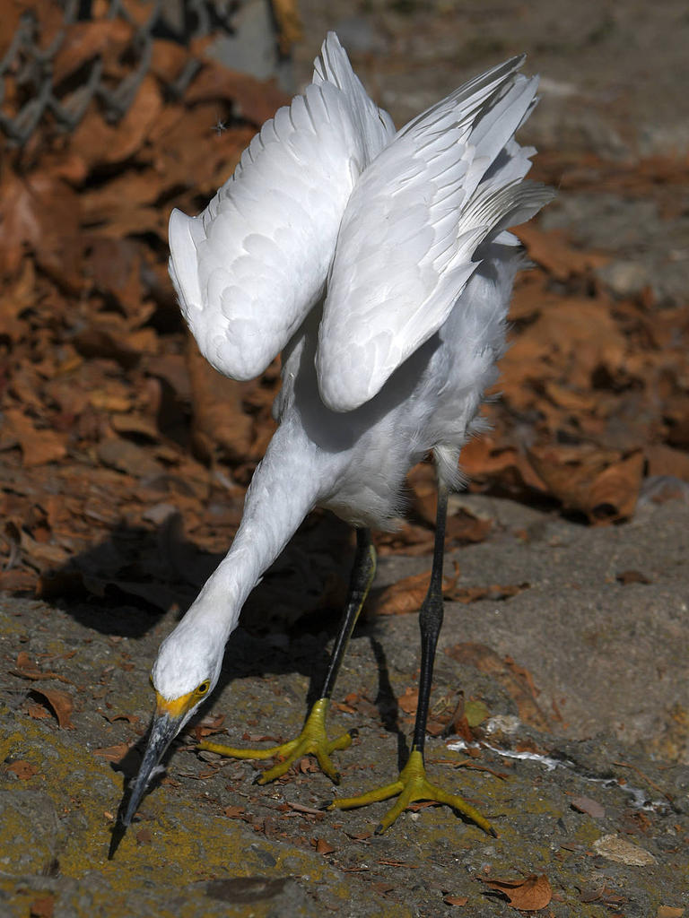 Egret13.jpg