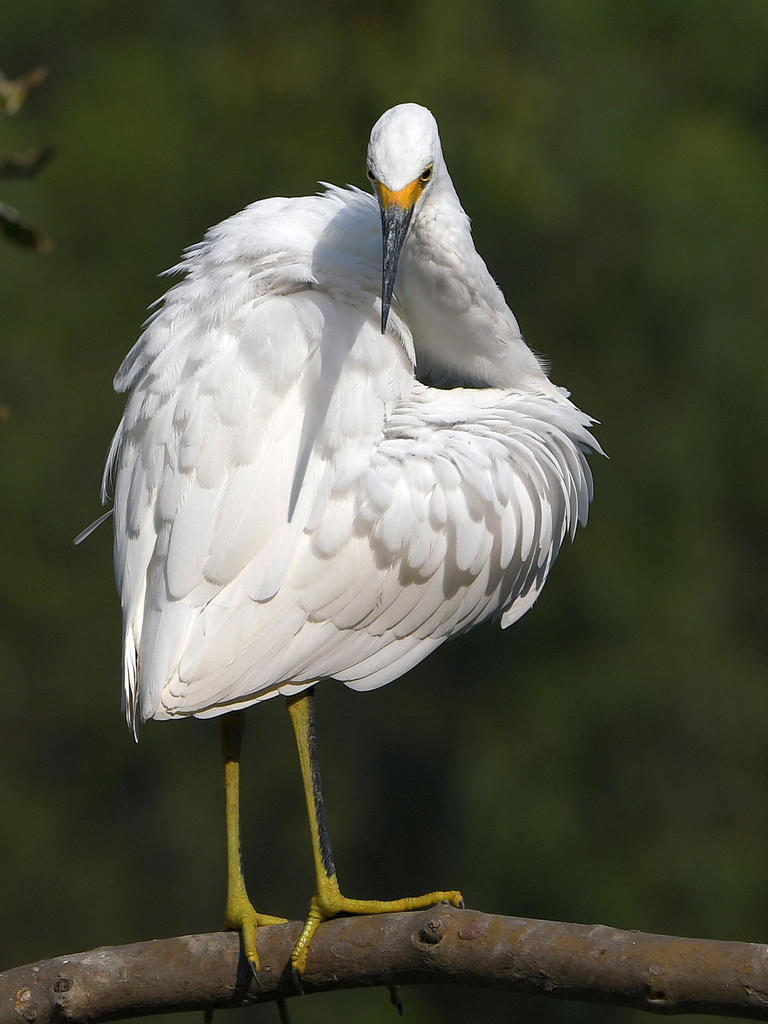 Egret13.jpg