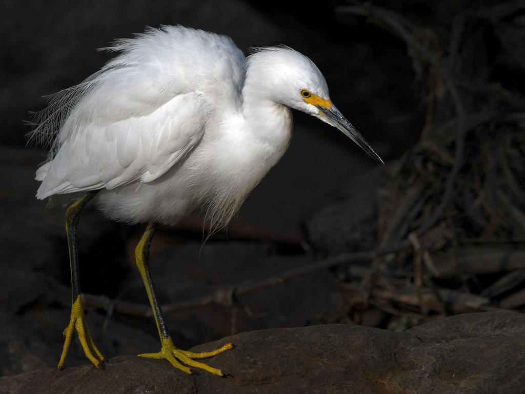 Egret13.jpg