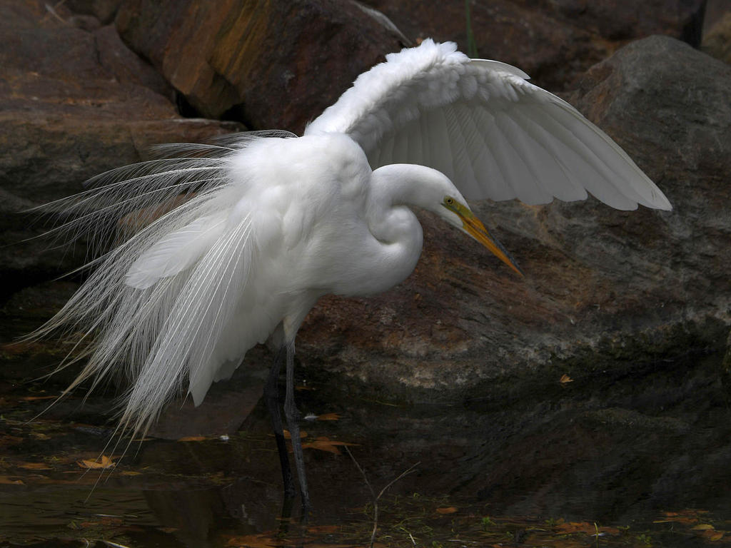Egret13.jpg