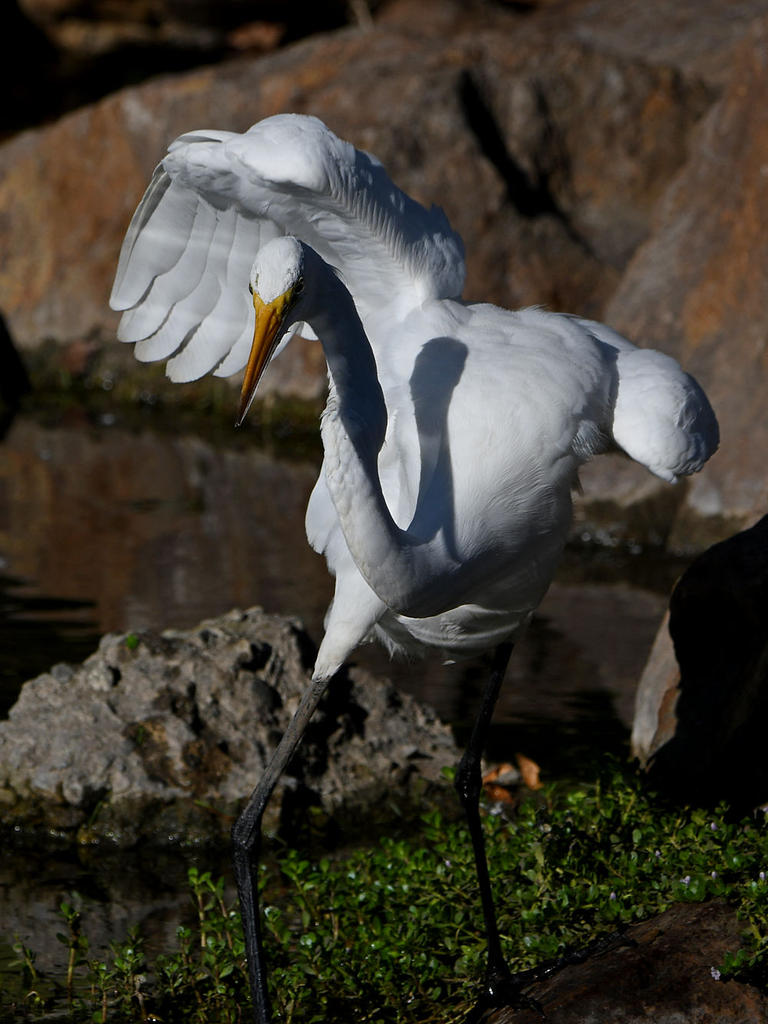 Egret13.jpg