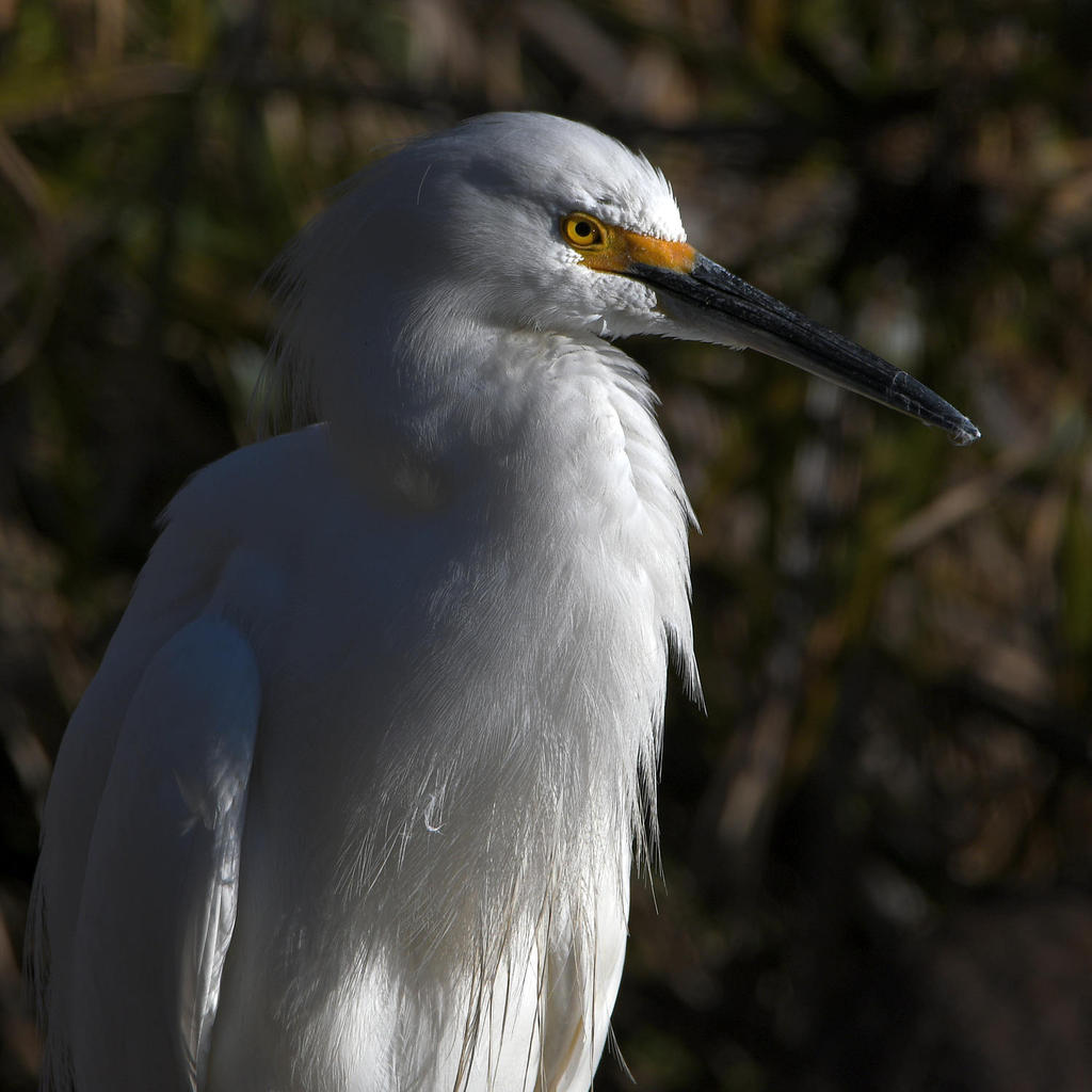 Egret13.jpg