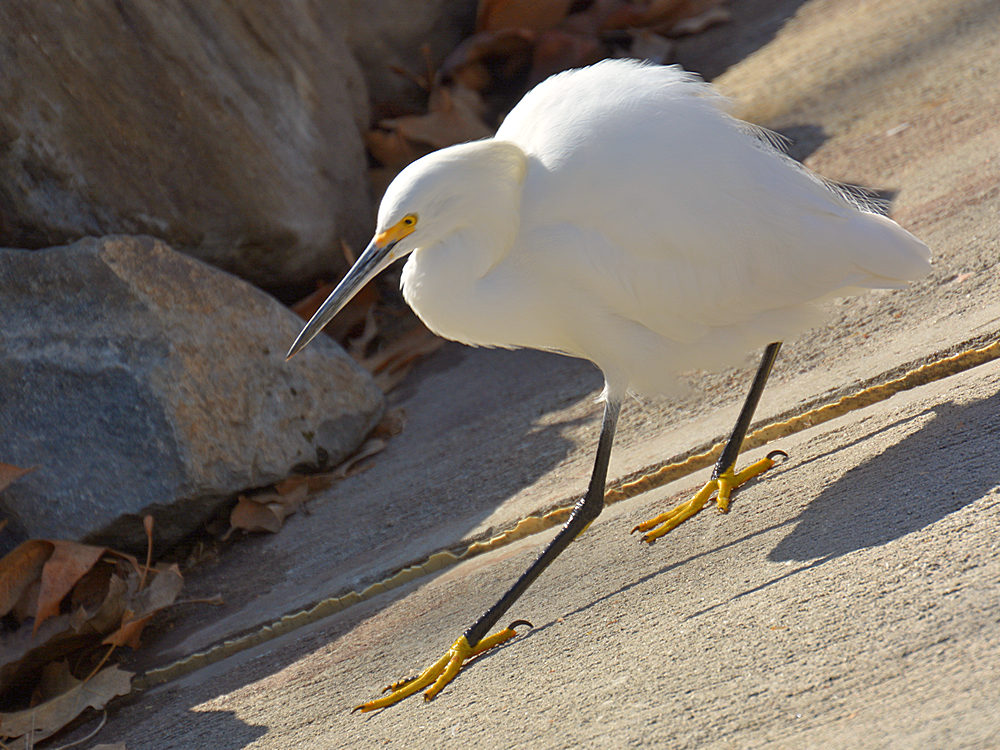 Egret14.jpg