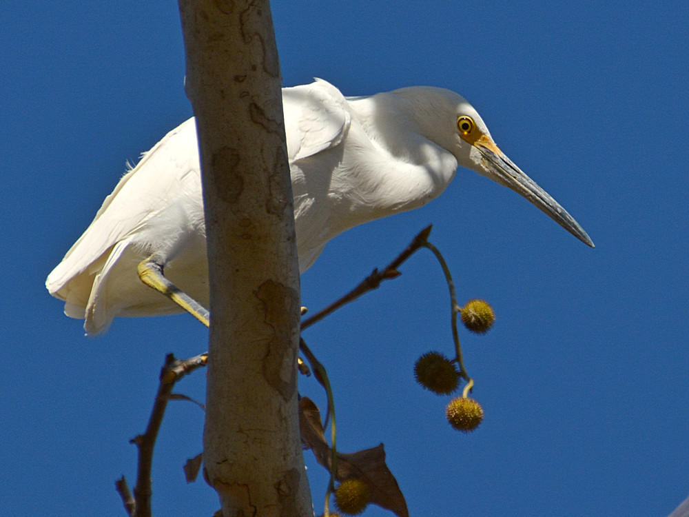 Egret14.jpg