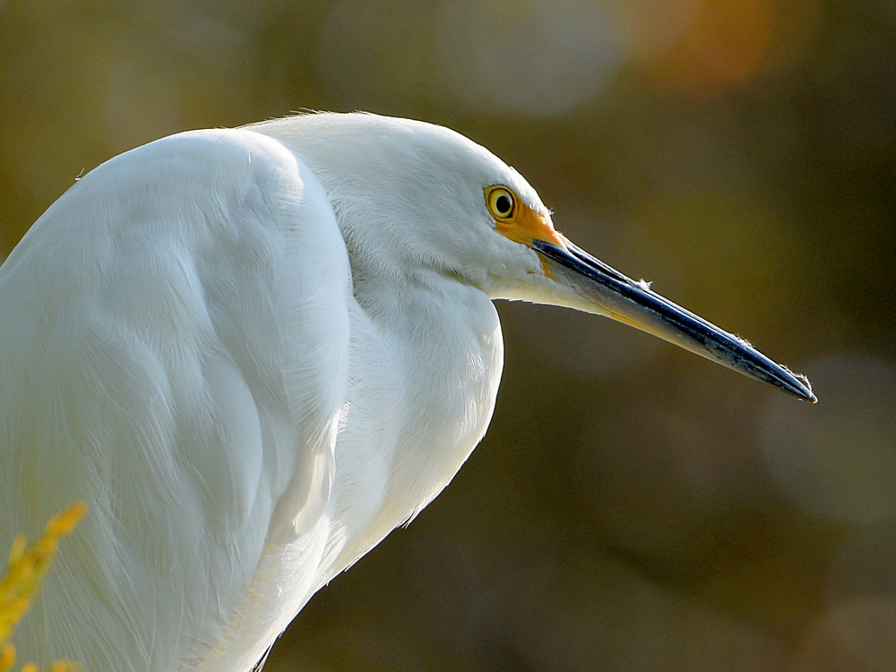 Egret14.jpg