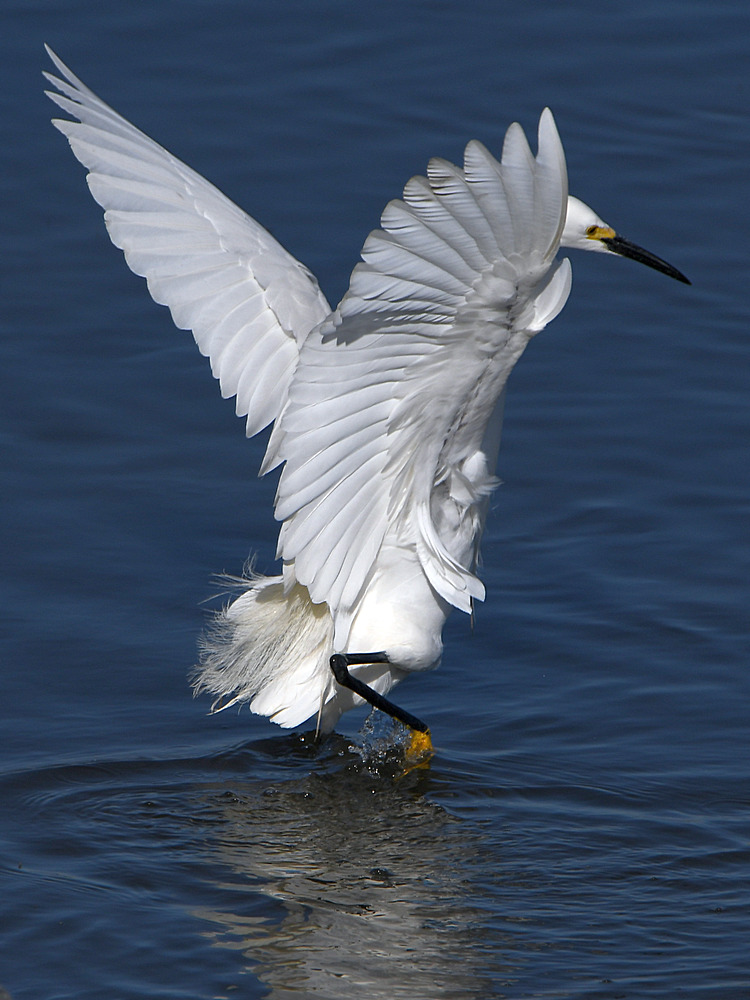 Egret14.jpg
