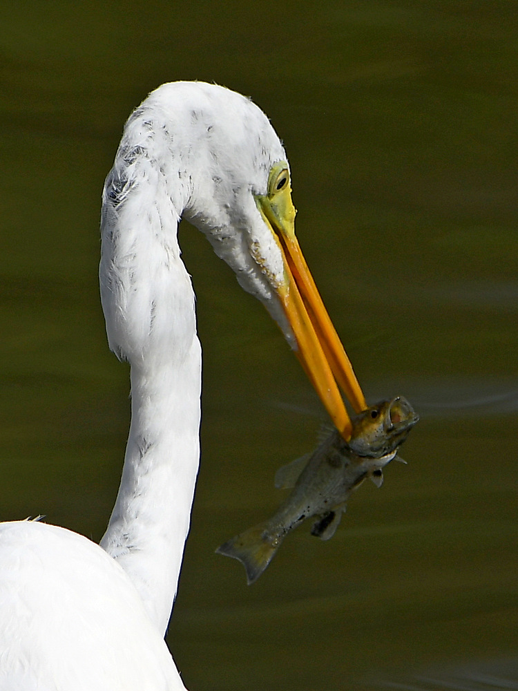 Egret14.jpg