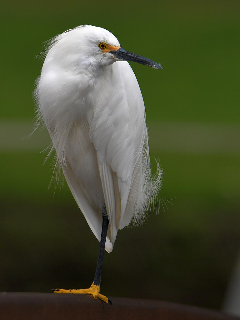 Egret14.jpg