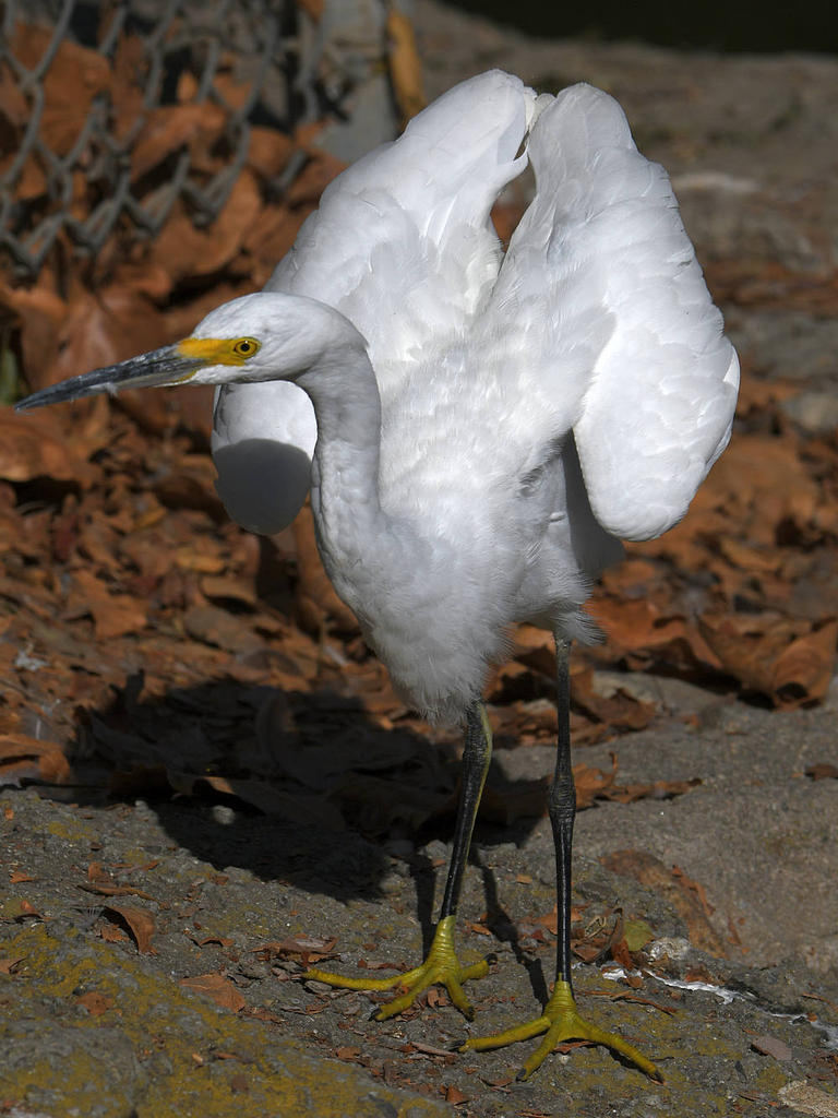 Egret14.jpg