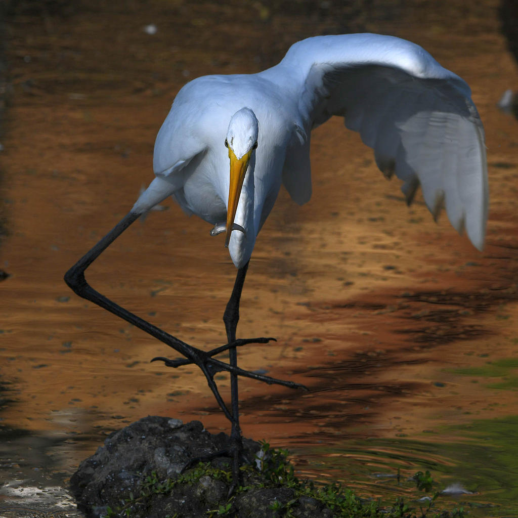Egret14.jpg