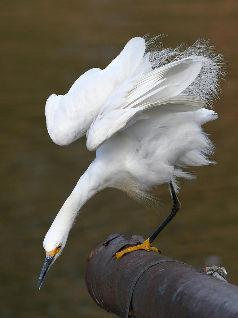 Egret14.jpg