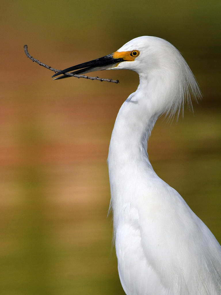 Egret14.jpg