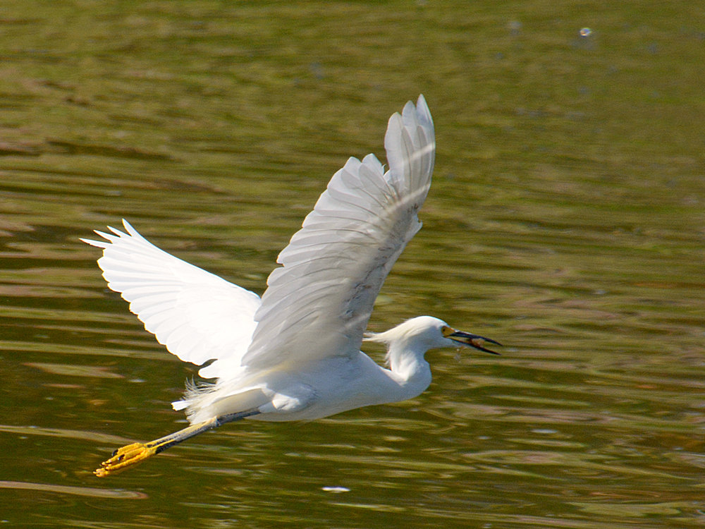 Egret15.jpg