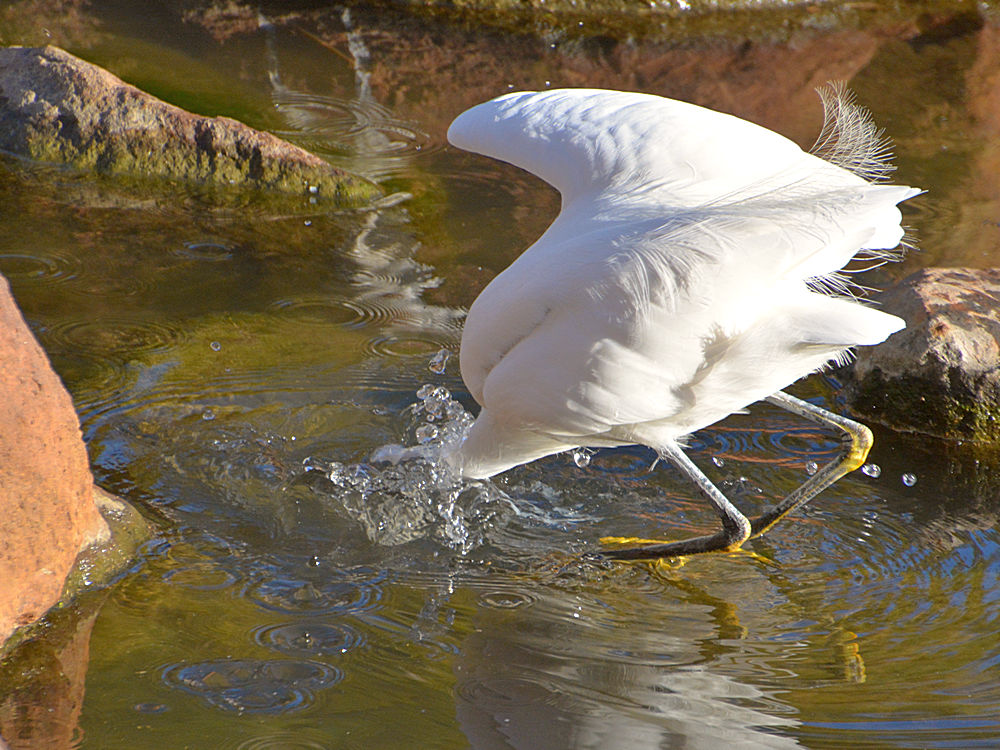 Egret15.jpg