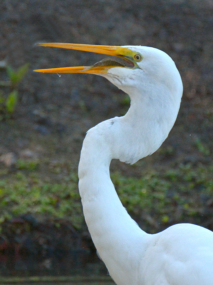 Egret15.jpg