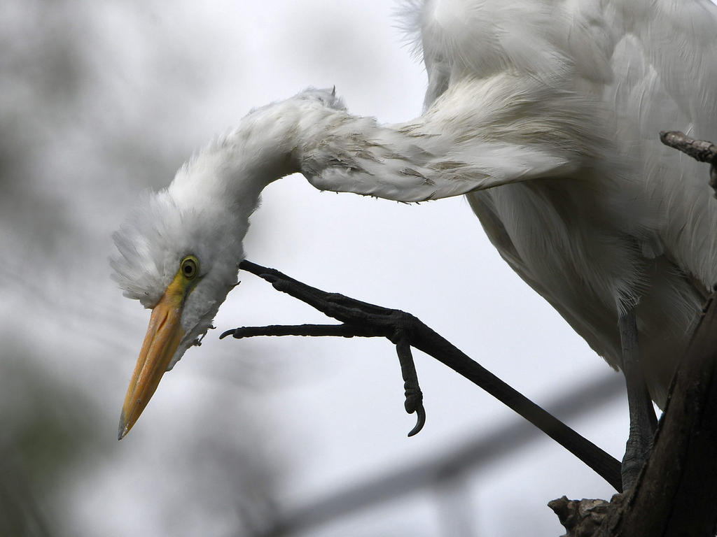 Egret15.jpg