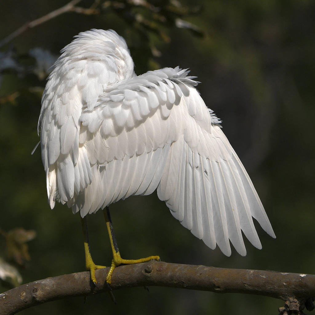 Egret15.jpg